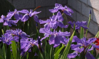 鸢尾花如何种植（鸢尾花如何种植在假山上）