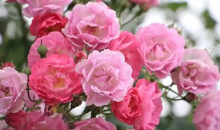 粉红色蔷薇的花语是什么 粉红色蔷薇花的花语是什么