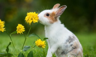 软萌可人眉清目秀的宠物兔兔的名字 兔子名字可爱呆萌
