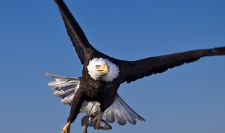 为什么鹰能从高空发现地面的小猎物 为什么鹰能从高空发现地面的小猎物在空中飞