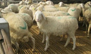 小尾寒羊养殖方法 小尾寒羊的养殖技术和方法