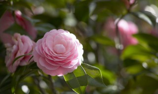 狗牙花养殖方法 狗牙花的栽培