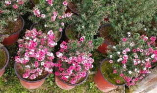 盆栽松红梅的养殖方法 松红梅花的养殖方法