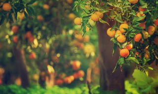 盆栽橘子树叶子发黄是怎么回事 盆栽橘子树叶子发黄是怎么回事儿