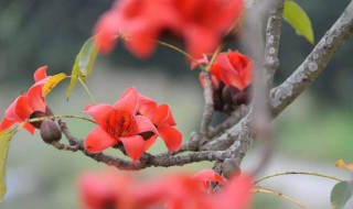 木棉花是完全花还是不完全花（木棉花是完全花吗）