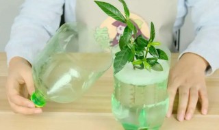 养花要换水吗 花瓶养花要换水吗
