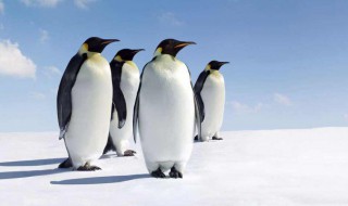 世界上体型最小的企鹅是什么（体型最大的企鹅是）
