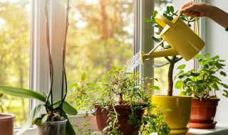 植物现代诗大全 植物现代诗大全100首短诗