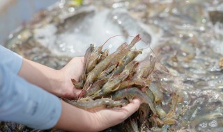 解冻后的虾子如何长时间保存 解冻后的虾怎么保存