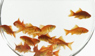 鱼缸里面什么鱼可以自己繁殖 鱼缸里面什么鱼可以自己繁殖好养