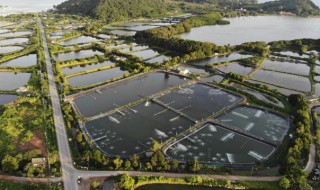 什么鱼可以跟樱花虾共养（樱花虾混养鱼）