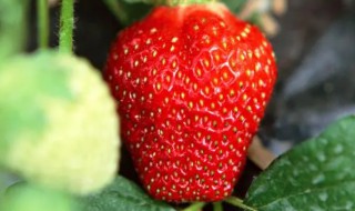 草莓花盆种植方法（草莓盆栽种植方法）