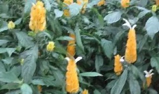 金苞花的养殖方法（金苞花的养殖方法和注意事项）