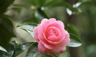 红宝石绿植养殖方法（绿宝石绿植养殖方法）