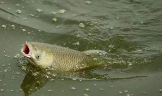 下雨天鱼塘里能否钓到鱼 下雨天能不能钓到鱼