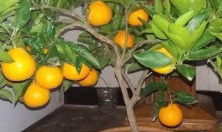 橘子种子盆栽种植方法 盆栽橘子树的养殖方法