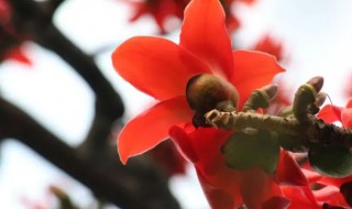 广州市的市花是不是木棉花 木棉花是广州的什么花