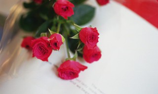 玫瑰花与玫瑰果有什么区别呢 玫瑰花和刺玫果花是一种吗