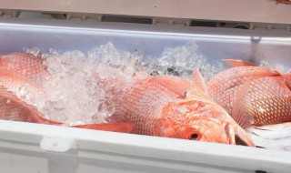 鲜鱼如何在冰箱保鲜 鲜鱼怎么冷冻