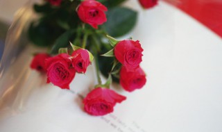 24朵玫瑰花的花语是什么（24朵玫瑰花的花语是什么意思）