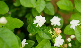 茉莉花茶的茶叶是什么植物的叶子