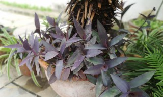 紫色叶子的灌木花白色是什么植物（有白色和紫色花的植物是什么）