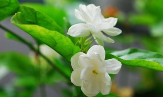 茉莉新发叶子变干怎么办（茉莉枝干变干了怎么办）