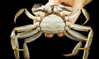 河蟹螃蟹蒸多久能熟 河螃蟹蒸几分钟能熟