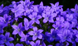 紫色的花有哪些及花名 树上开着紫色的花有哪些及花名