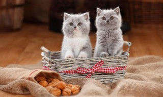 家猫可以吃猫粮吗 能吃猫粮吗