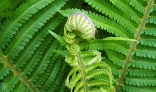 蕨类植物有什么特点 蕨类植物主要有