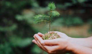 裸子植物是双子叶植物吗 裸子植物是双子叶植物还是单子叶植物