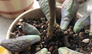 掉下来的多肉怎么种（掉下来的多肉怎么栽）