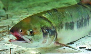 为什么河里的鱼养不活 河里的鱼能养活吗