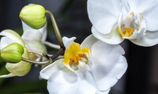 蝴蝶花几天浇一次水（蝴蝶花多少天浇一次水）