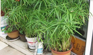 土培水竹的养殖方法是什么（水培竹能用土养吗）