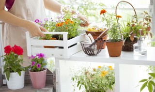 家庭养花怎样提高环境湿度 养花如何增加空气湿度