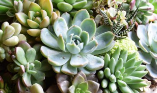 多肉花怎么养 多肉花怎么养长得好