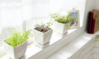 家里怎么摆放绿色植物 家里如何摆放绿植物