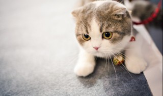 家里有野猫怎么驱逐 用什么办法驱逐野猫