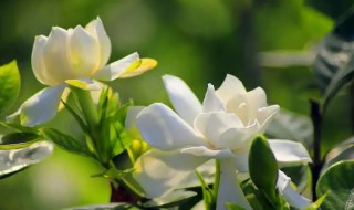 栀子花爱黄叶子花打蔫怎么办 栀子花老是黄叶怎么办