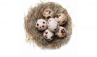 买的鹌鹑蛋能孵出鹌鹑吗 市场上买的鹌鹑蛋能孵出小鹌鹑吗
