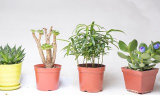 长条叶子植物有哪些 长条绿叶植物