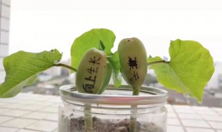魔豆种子怎么种植方法 魔豆种子怎么养