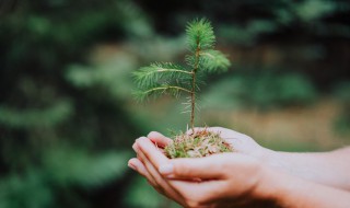 合轴分枝的植物有哪些（什么植物的分枝方式属于合轴分枝）