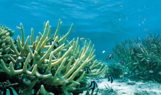 海底有哪些植物 海底有哪些植物和动物