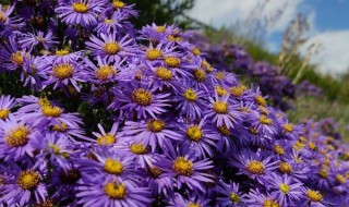 紫苑花的养殖方法 紫苑花怎么养