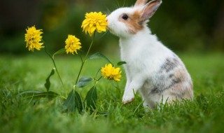 兔子便便能当肥料吗播种怎么施肥 兔子屎可以直接当肥料吗