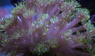 宝石花珊瑚的养殖方法（珊瑚石怎么养殖方法）