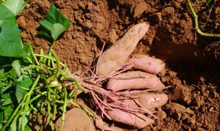 种红薯如何使用钾肥 种红薯需要施哪些肥料